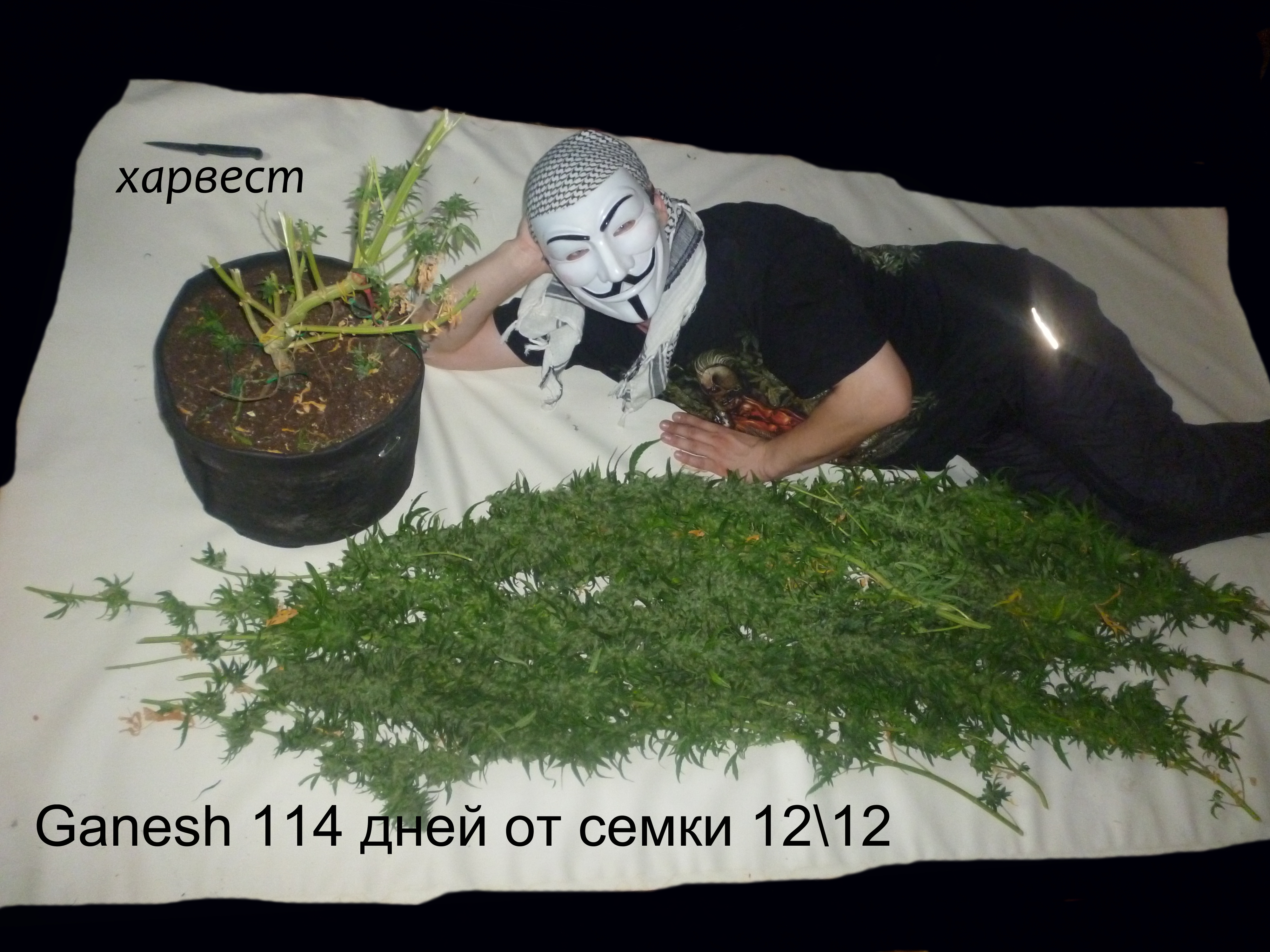 харвест_1_-_копия.png