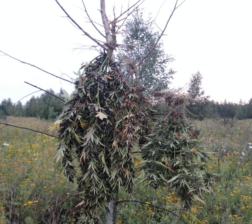 заготовка веничков на зиму(частичный харвест)