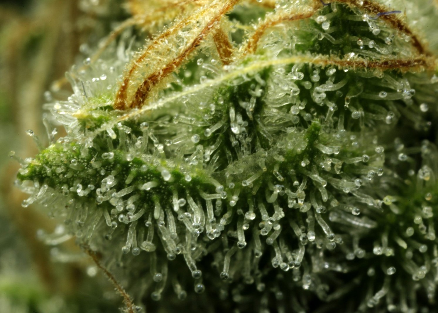 Заряженное масло